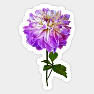 Pale Pink and White Dahlia Sticker